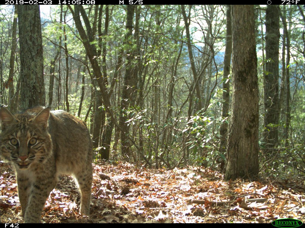 A bobcat walking towards a wildlife cam in the woods