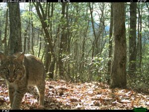 A bobcat walking towards a wildlife cam in the woods