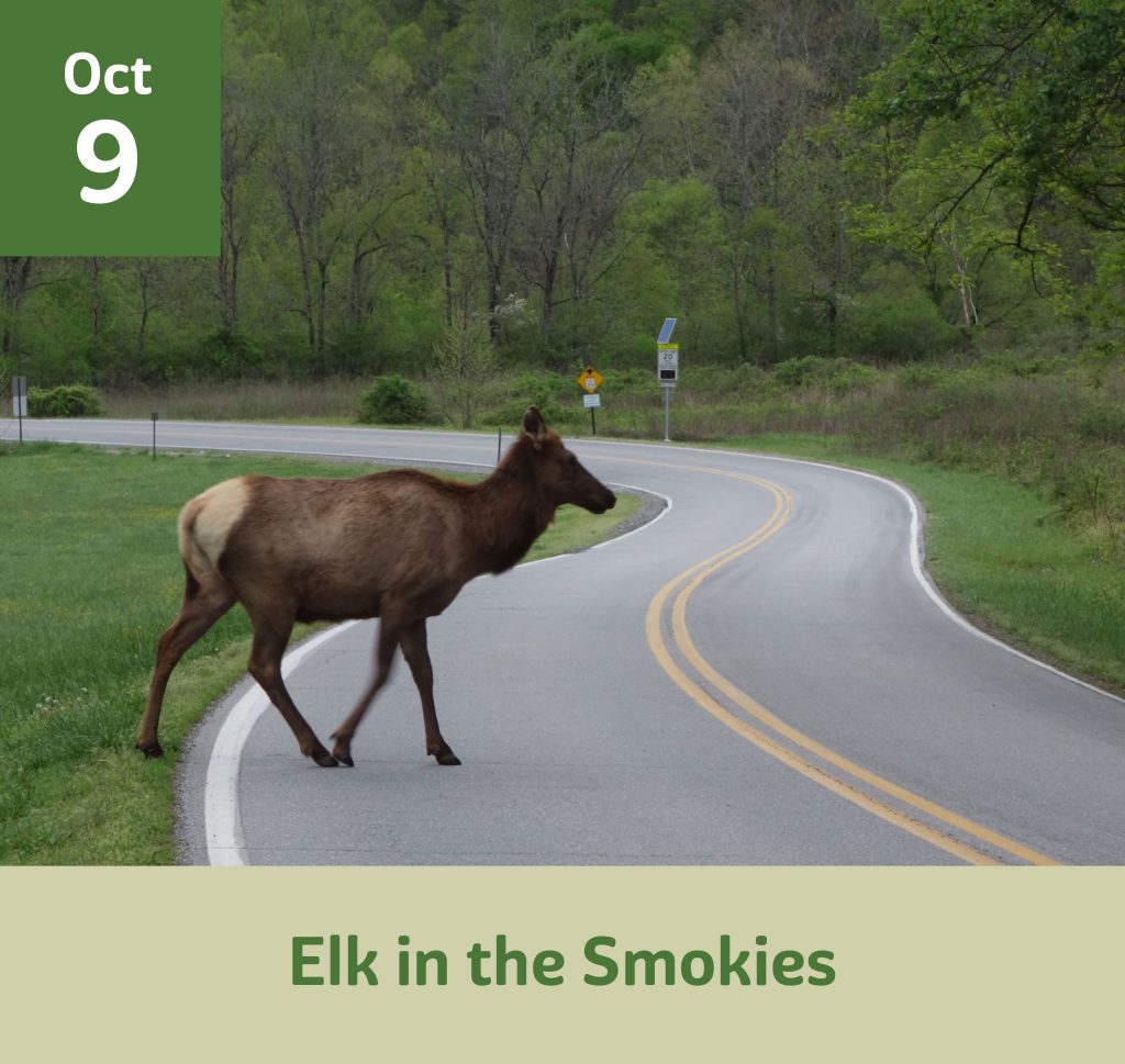 Elk in the Smokies October 9