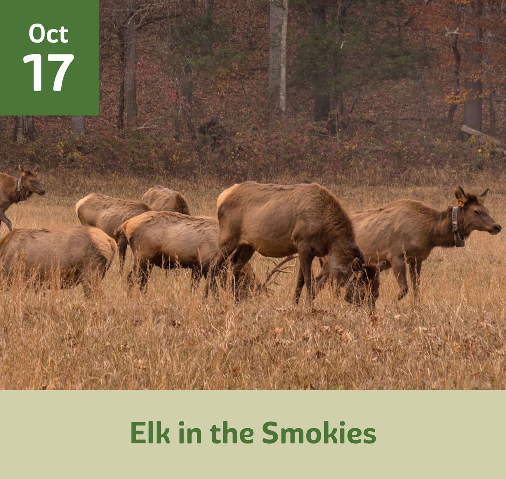 Elk in the Smokies October 17
