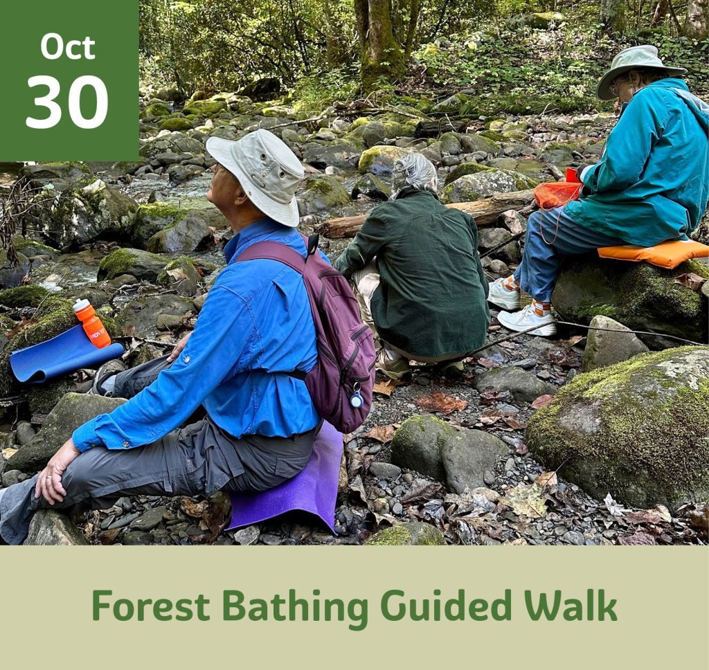 Forest bathing guided walk October 30