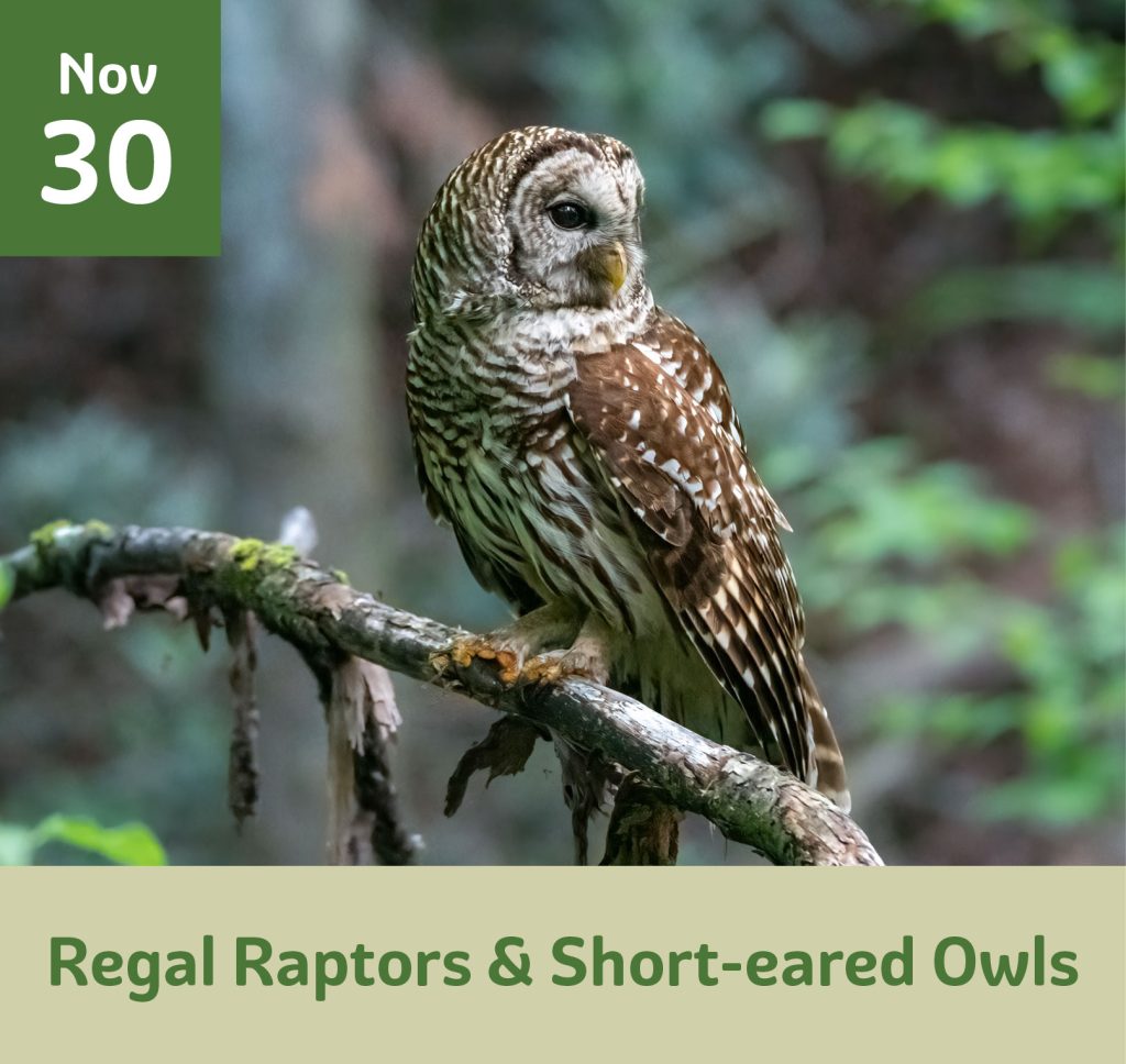 Regal Raptors and short-eared owls November 30