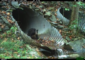a black bear in a culvert