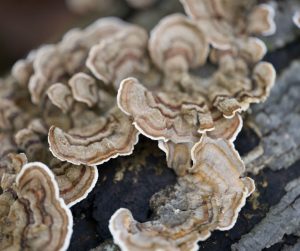 Close up of Turkey tail fungi