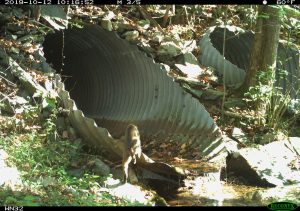 A bobcat climbing into a culvert