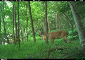 Two deer walking through the woods