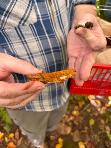 Close up of hands holding a stick covered in a rust colored fungi.