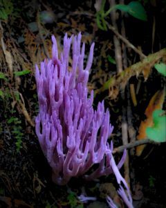 A bright purple coral fungus