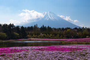Colorful purple flowers in the foreground with Mt. Fuji in the background.