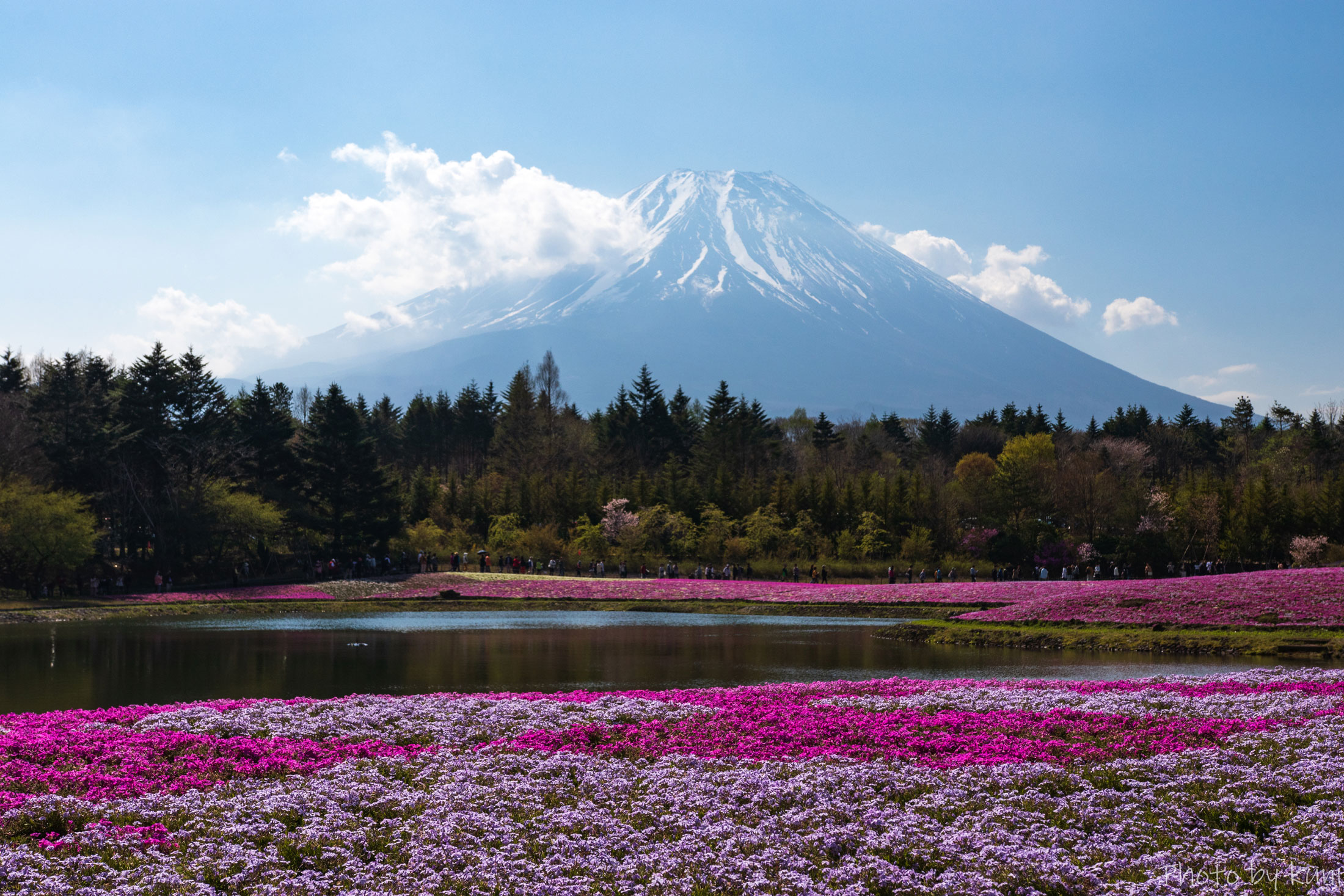 Colorful purple flowers in the foreground with Mt. Fuji in the background.