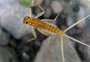 mayfly nymph