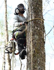 A person in safety gear climbs the side of a tree using ropes