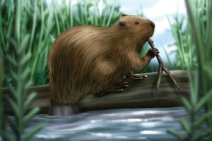 An illustation of a beaver on a log chewing on a stick with his tail in the water