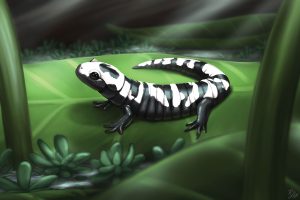 An illustration of a marbled salamander sitting on a leaf