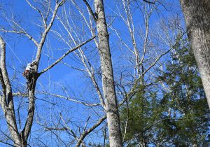 A person in a tree trims branches
