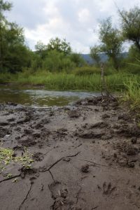 Floodplain area with lots of mud