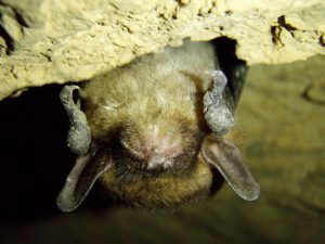 Close up of a brown bat hanging upside down