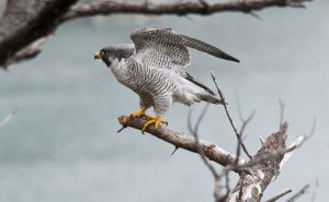 A male peregrine perched on a branch with his wings half extended