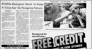 A newspaper clipping from 1984 about peregrine falcons
