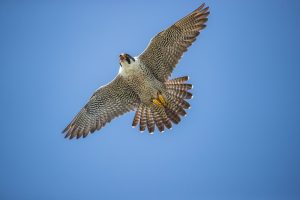 A falcon with wings spread flying against the backdrop of a blue sky