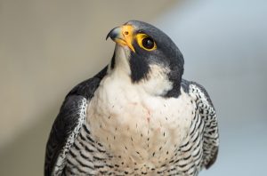 Close up of an adult male peregrine falcon