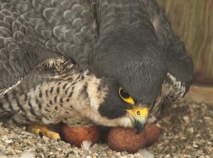 A close up of a peregrine side eyeing the camera as it protects two eggs