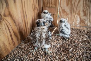 Three baby peregrines in a wooden box