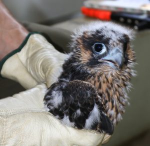 Close up of a young peregrine being held by gloved hands