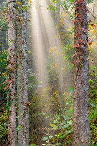 sunlight shaft between two trees lightly sprinkled with leaves