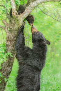 A bear cub in a tree touching noses with an adult cub stretching up from below.