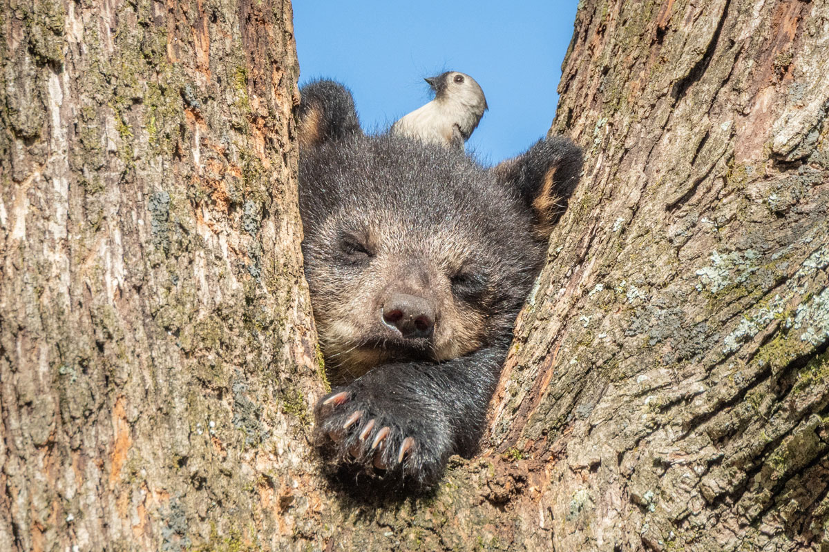A sleeping bear cub in the Y of a tree with a bird on its head
