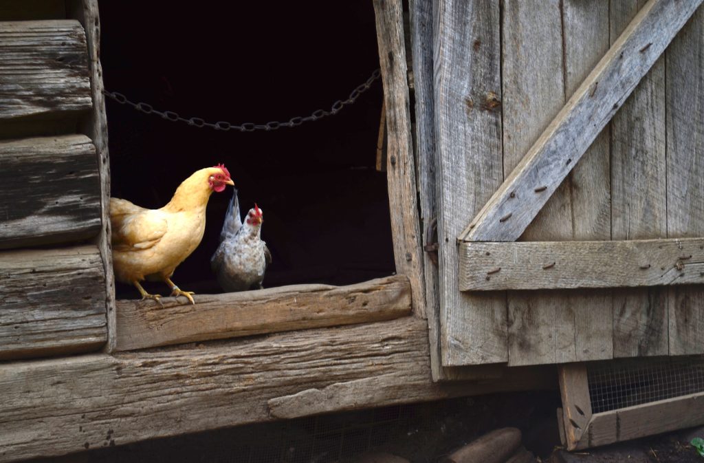 Two chickens, one orange another gray, stand on the edge of a doorway of a barn.