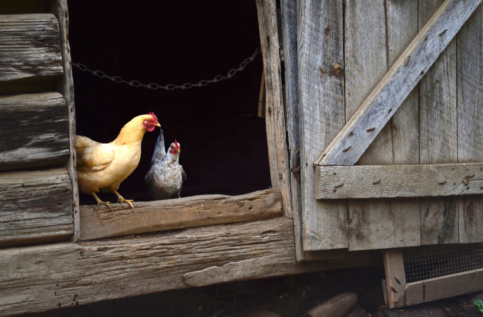 Two chickens, one orange another gray, stand on the edge of a doorway of a barn.