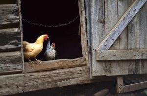 Two chickens, one orange another gray, stand on the edge of a doorway of a barn.