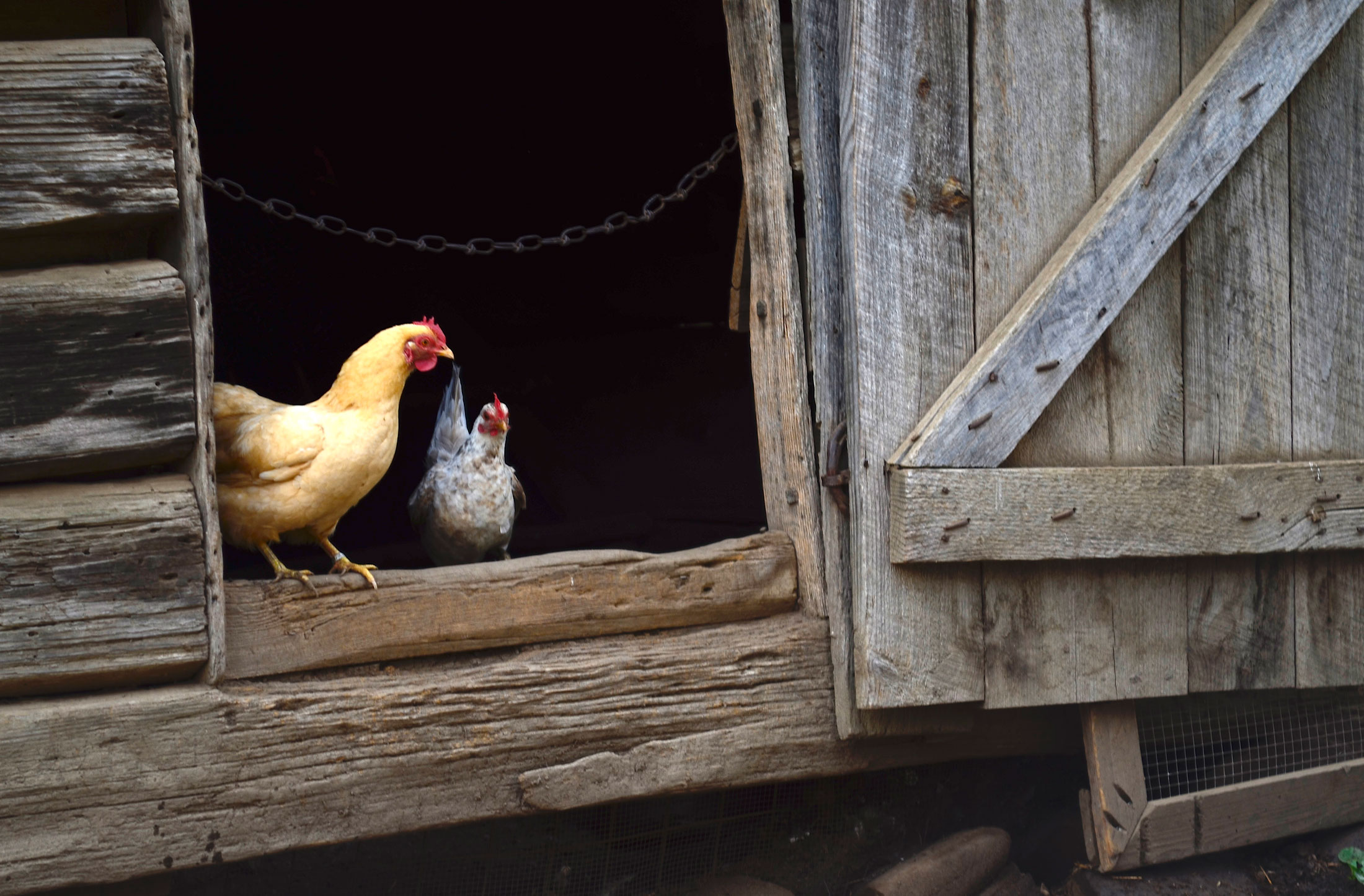 Two chickens, one orange another gray, stand on the edge of a doorway of a barn.