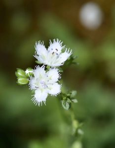 Close up of a white fringed phacelia.