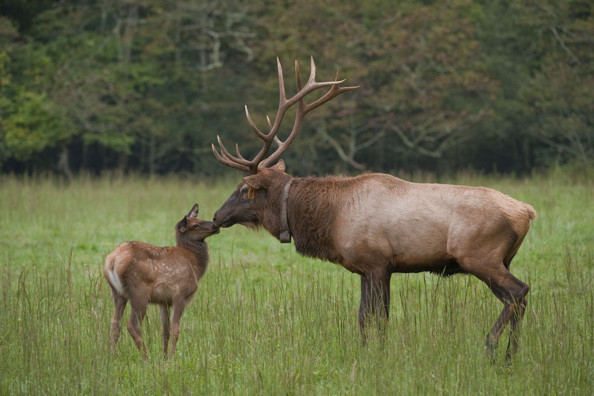 5. A bull elk nuzzles a young calf in the middle of a green grassy field