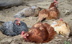 Chickens of multiple colors and sizes sit in a dust bath.