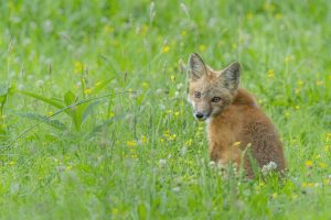 A red fox sitting a field of green grass with yellow flowers looks directly at the camera