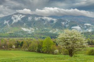 A blooming dogwood tree seems to glow against its backdrop of mist-covered mountains