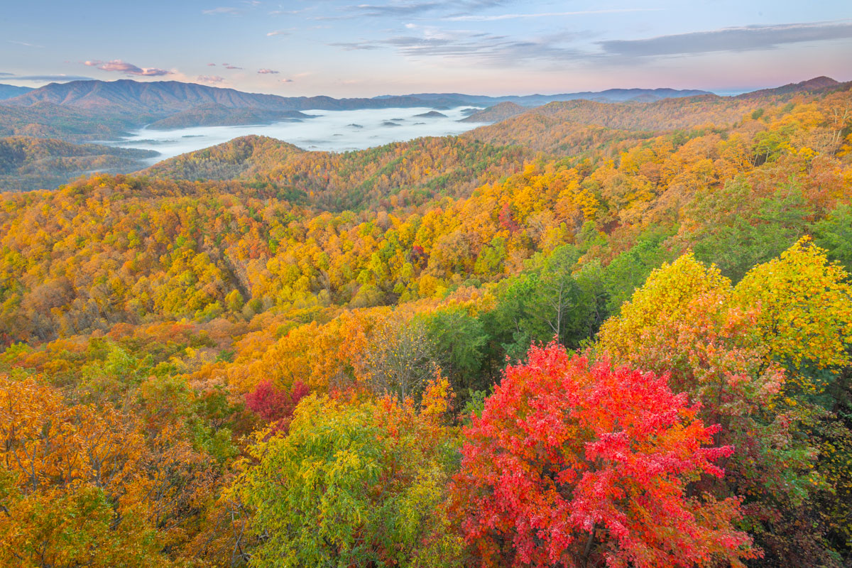Landscape look over autumn in the Smokies, one bright red tree surrounded by yellow