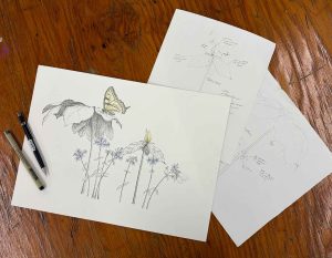 Three sketches of wildflowers