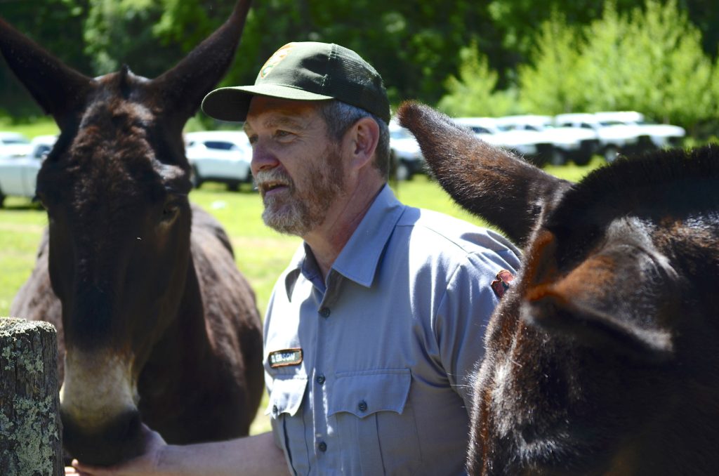 A man in a park ranger uniform feeding two mules.