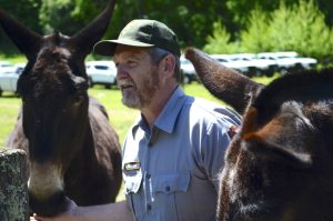 A man in a park ranger uniform feeding two mules.