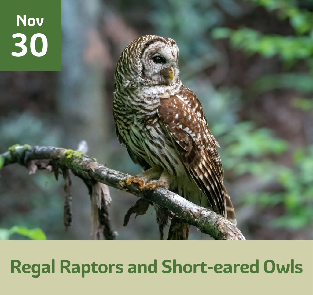 November 30 Regal Raptors and short eared owls