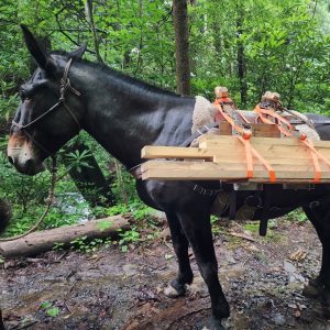 A mule loaded up with 4x4 boards in the woods