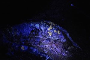 Photo of a glowing purple lichen