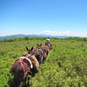 A row of mules with pack bags walking away from the camera up a grassy hill with a blue sky above.