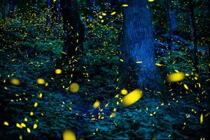 Night photo of synchronous fireflies