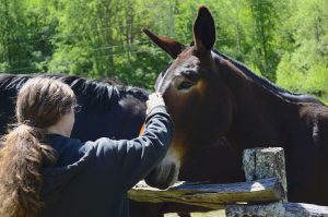 Photo of a woman with a long brown curly ponytail from the back as she pets the nose of a mule.